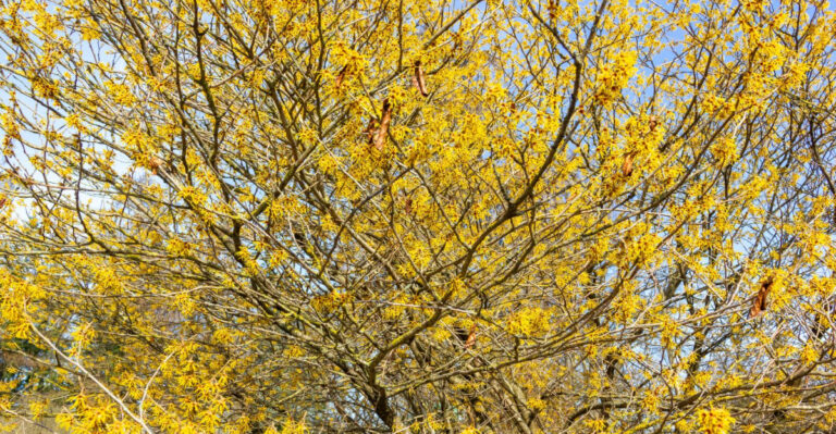 The Native Michigan Shrub Makes A Better Understory Tree Than People Realize