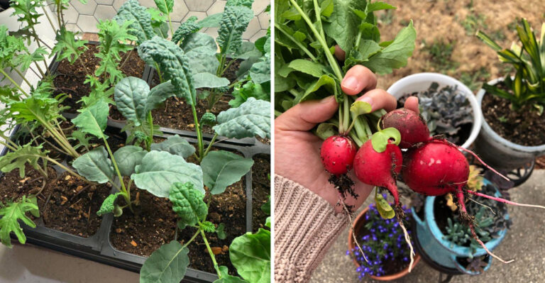 What To Plant This Weekend In Georgia For Fall Greens And Root Crops