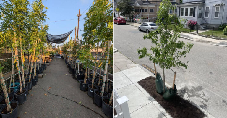 Where California Homeowners Can Get Free Trees For Their Yards