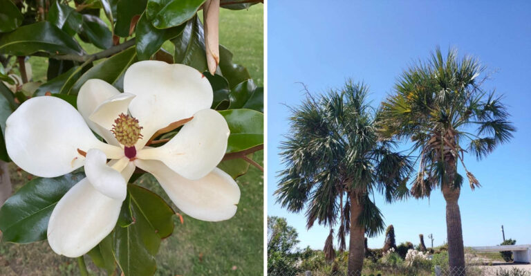 Native Florida Trees To Grow Instead Of Laurel Oak Near The House
