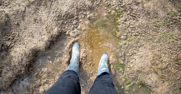 muddy yard