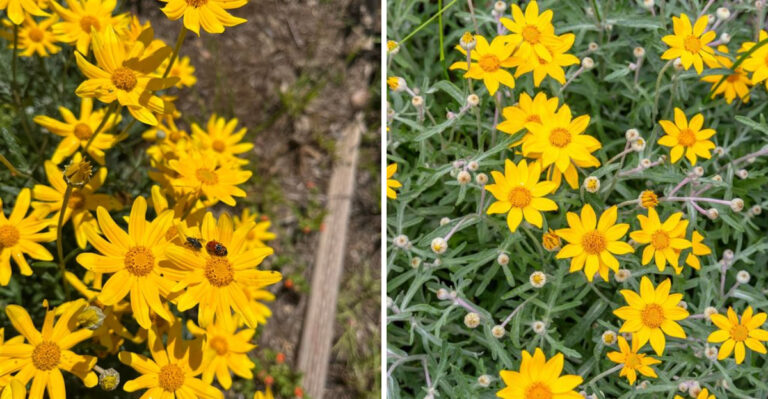 The Oregon Native Plant That Outperforms English Lavender Across The State