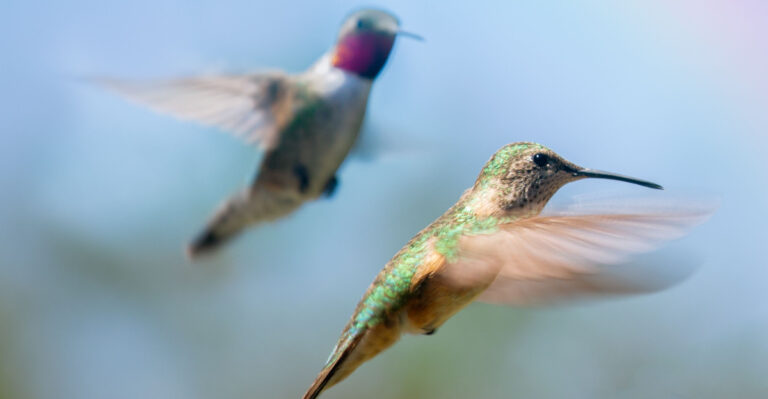 What Really Happens To Tennessee’s Hummingbirds Every Late Summer
