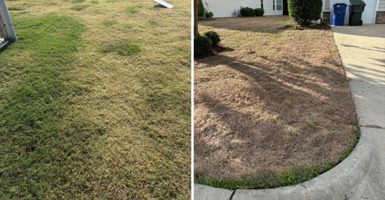 The Indiana Lawn Damage That Shows Up Overnight In Late Summer