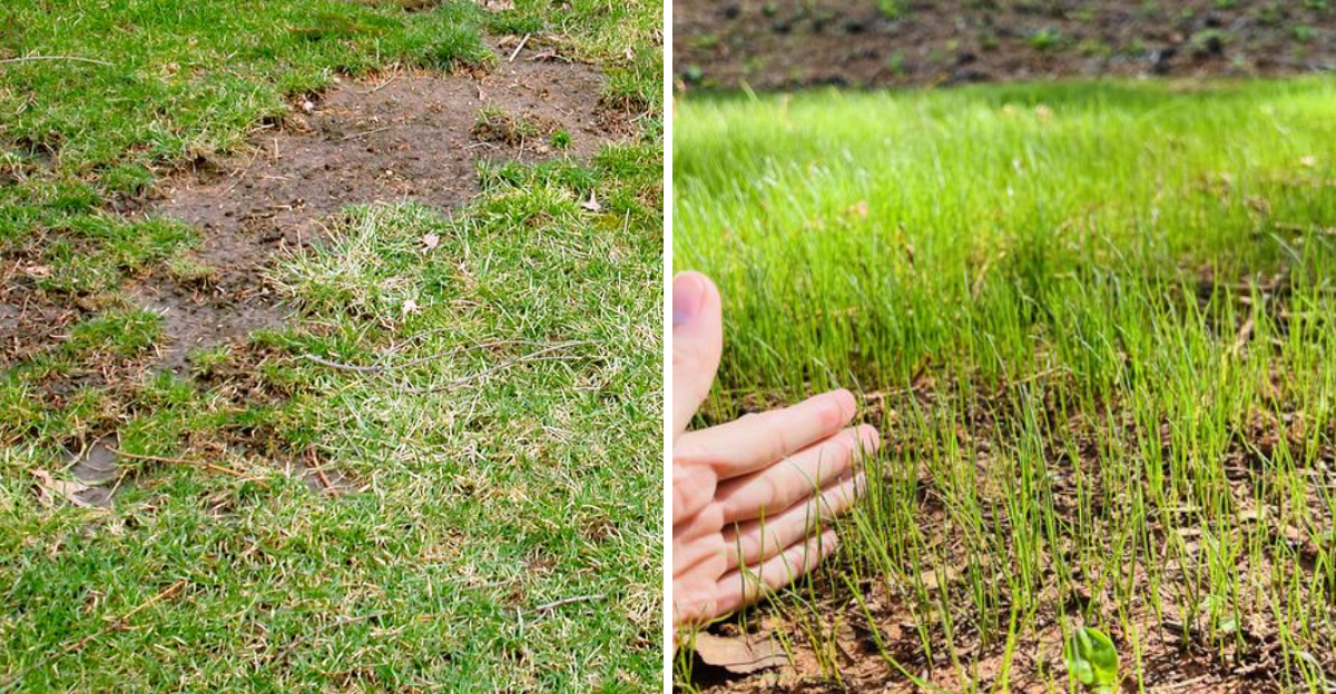 lawn spots and new growth