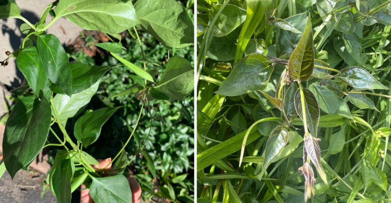 What Black Swallow-Wort Does To Michigan Butterfly Gardens Before Monarchs Ever Arrive