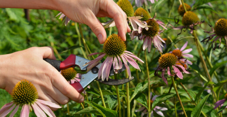 When To Cut Back Coneflowers In Virginia For A Longer Bloom Season
