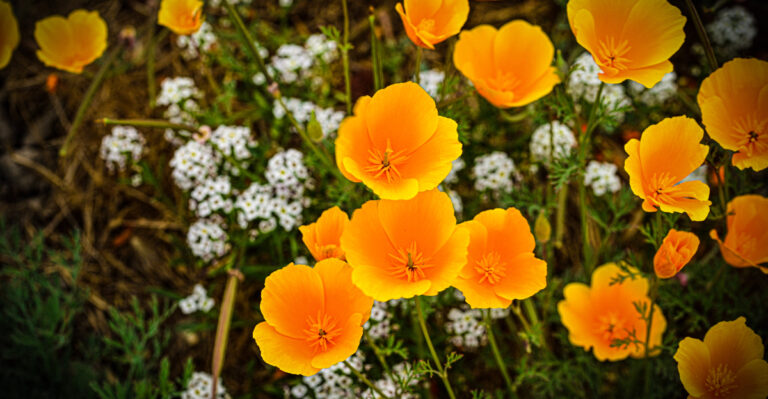 The California Fall Flowers You Need To Start From Seed By Labor Day