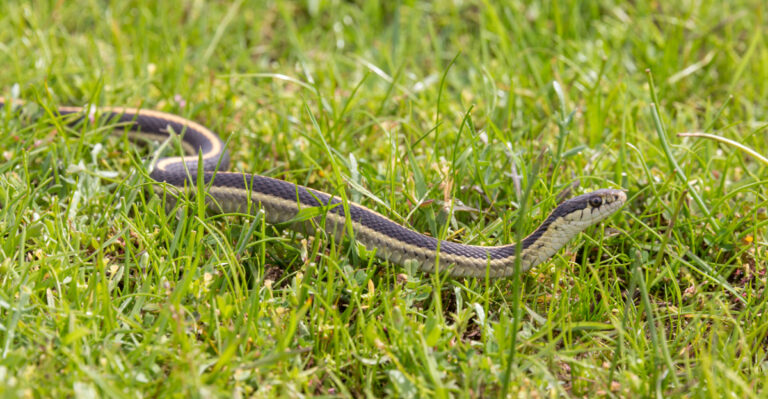 What It Means When A Garter Snake Shows Up In Your California Garden