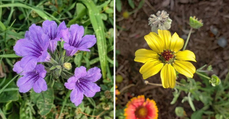 These Are The Arizona Flowers That Bring Color Without The High Water Bill