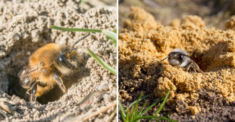 What It Means When Native Mining Bees Leave Tiny Holes In North Carolina Garden Soil