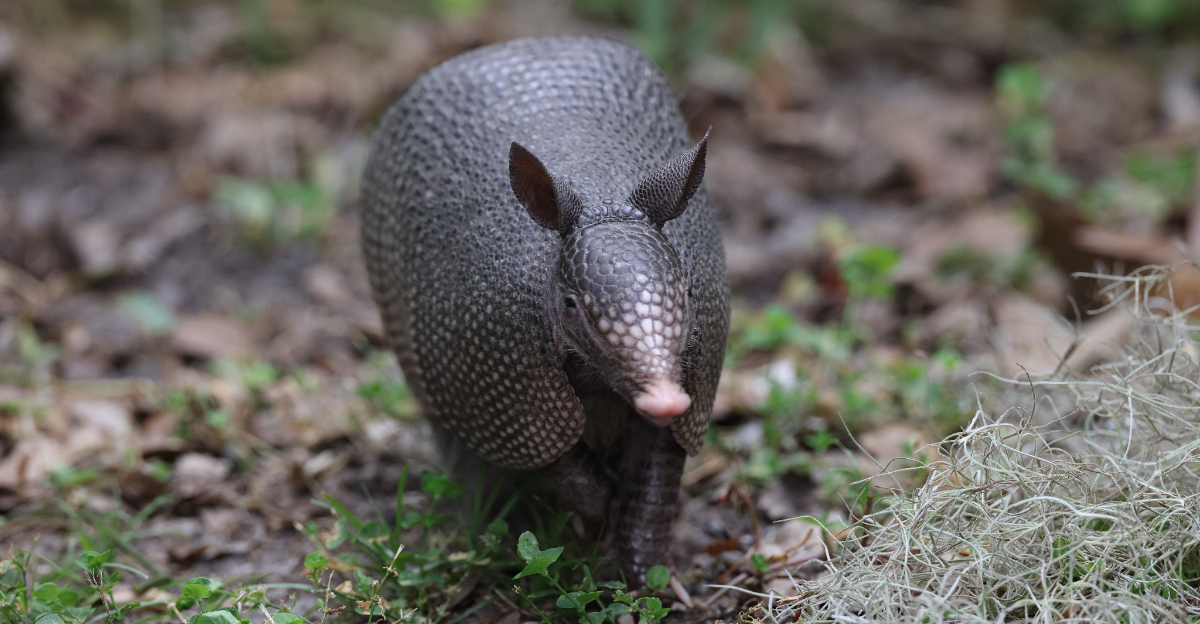 Armadillo (featured image)