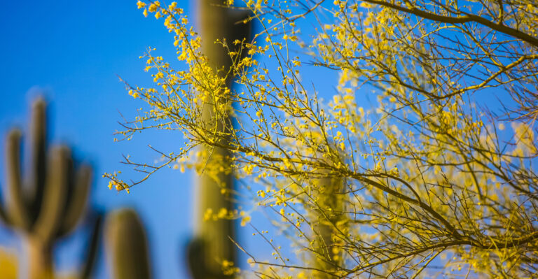This Is Why Every Arizona Yard Needs A Palo Verde By The Patio