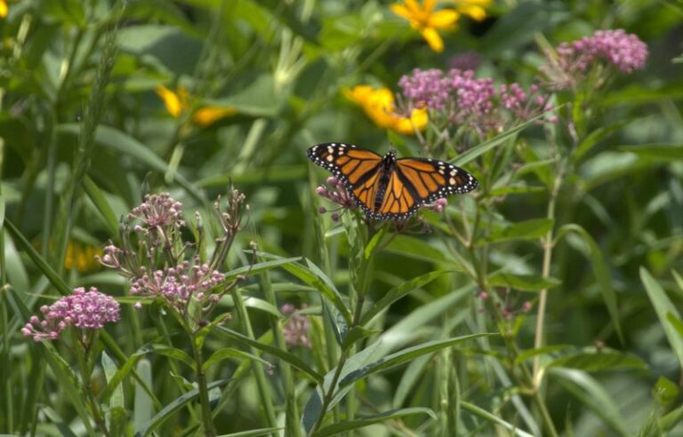 The Native North Carolina Perennial That Keeps Butterflies Working Your Yard Through Much Of The Warm Season