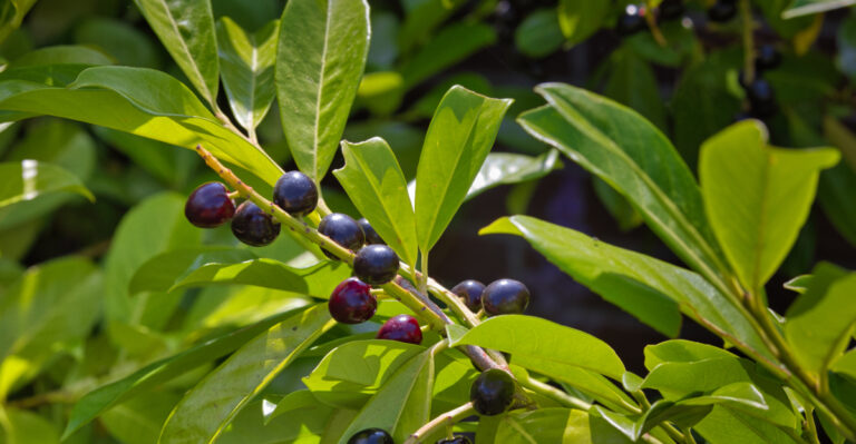 This Common Oregon Hedge Plant Looks Completely Harmless But Is Highly Toxic To Every Pet
