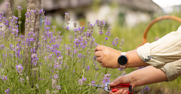 This Pruning Mistake Costs You Next Year’s Lavender Blooms
