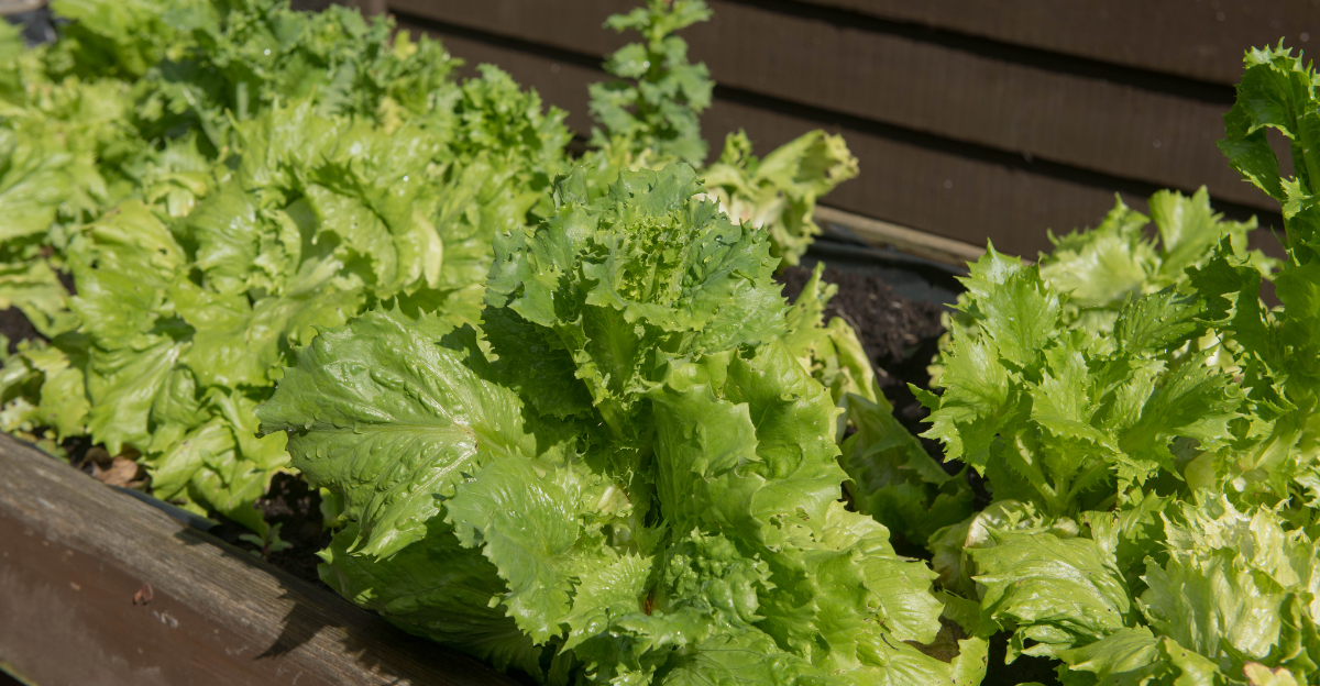 bolting veggies
