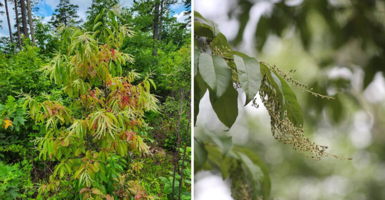 The Most Underrated North Carolina Native Tree That Feeds Pollinators All Season Long