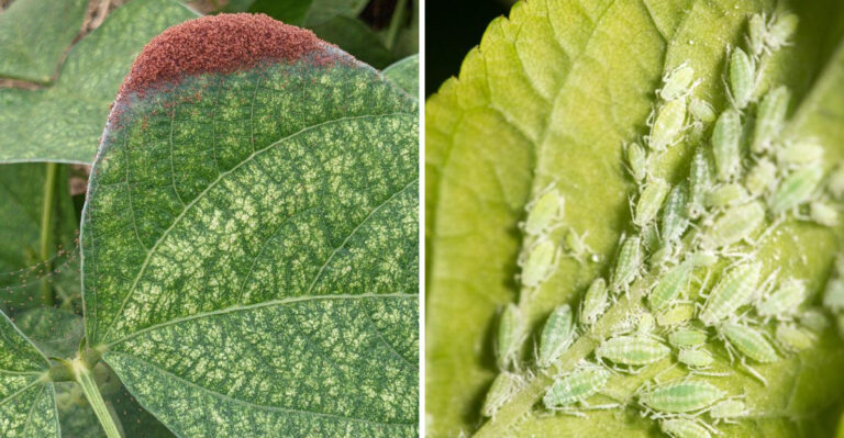 The Worst Pests For North Carolina Homeowners And How To Get Rid Of Them