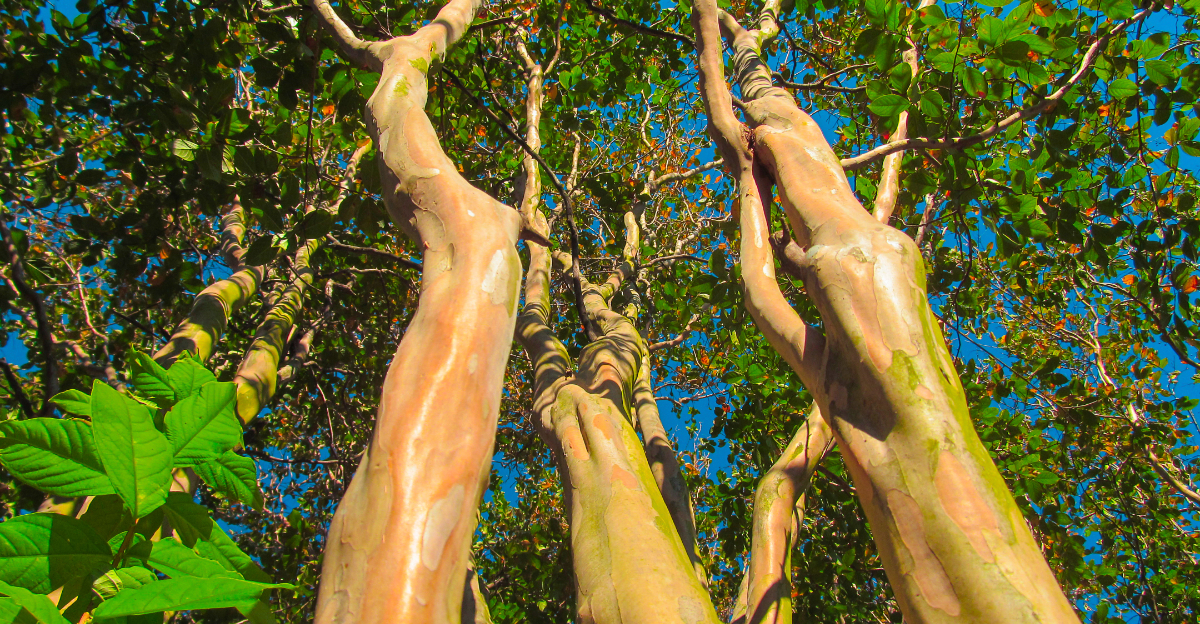 crape myrtle