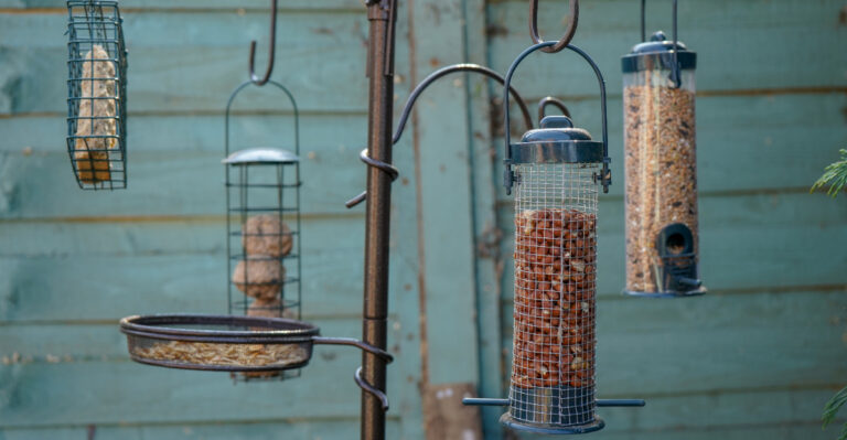 The Real Reasons Birds Are Avoiding Your Feeder And How To Fix It