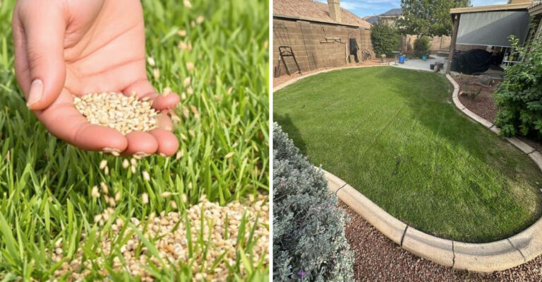 Finish This Arizona Lawn Task Before Fall Overseeding Begins