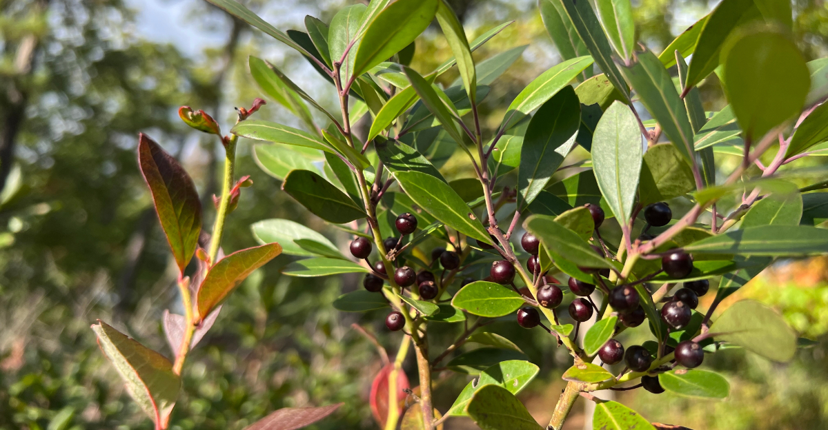 Inkberry Holly