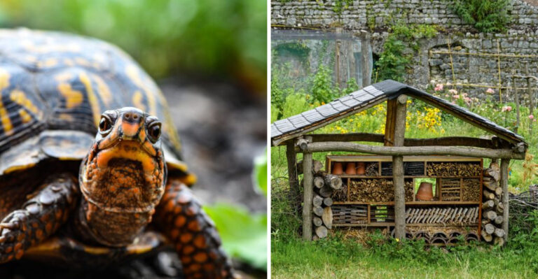What It Means When A Box Turtle Shows Up In Your Connecticut Yard