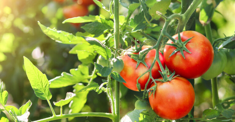 Why Nebraska Tomatoes Get Tough Skin, And What To Do About It