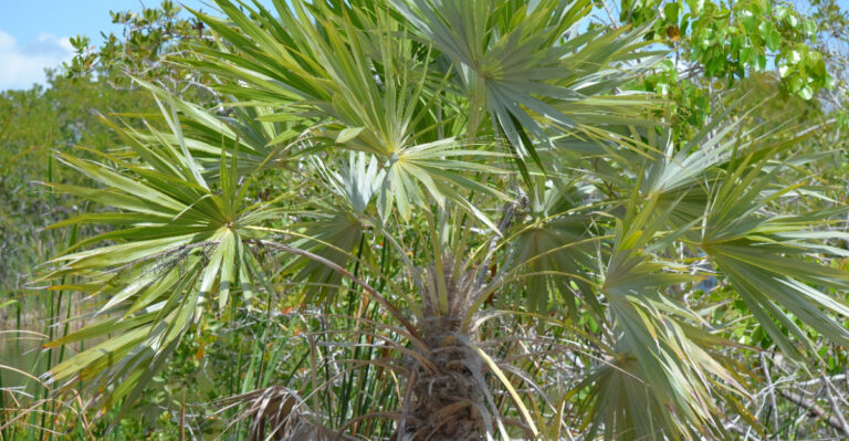 Key Thatch Palm