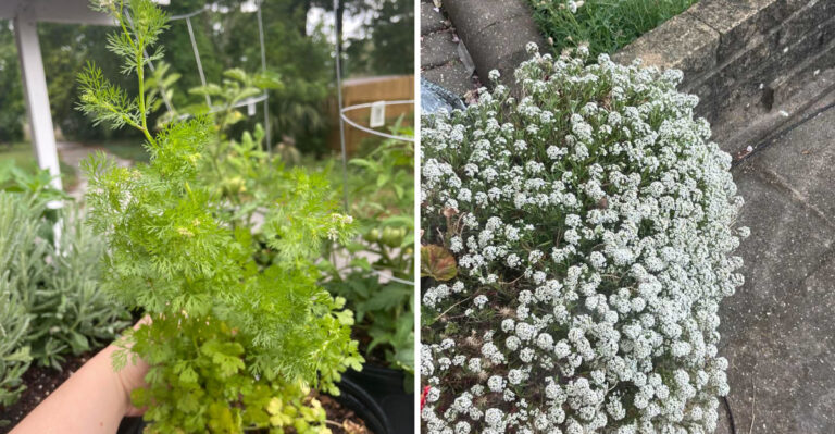 Florida Plants That Attract Ladybugs (And What That Does To The Chinch Bug Population)