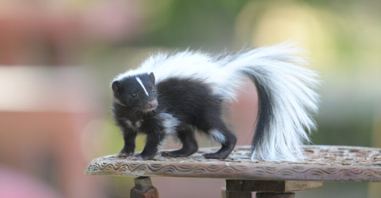 Striped Skunks (featured image)