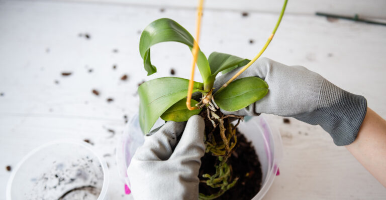 Orchid Care After Flowering In August For Even Better Blooms Next Year In Mississippi