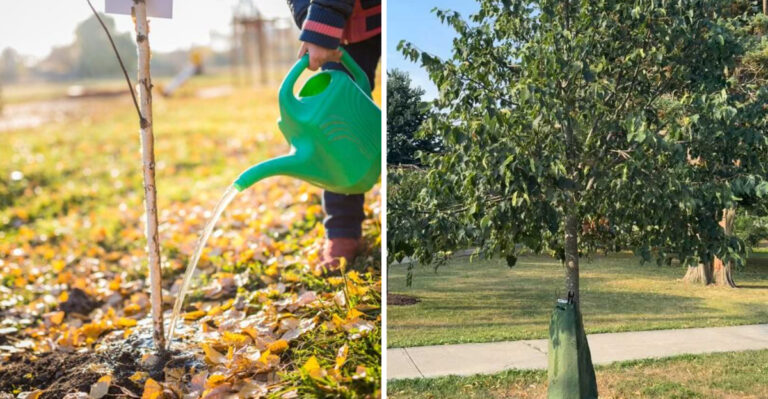 watering trees