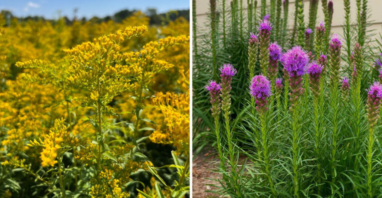 These Georgia Perennials Can Be Planted In August For Better Root Growth This Fall