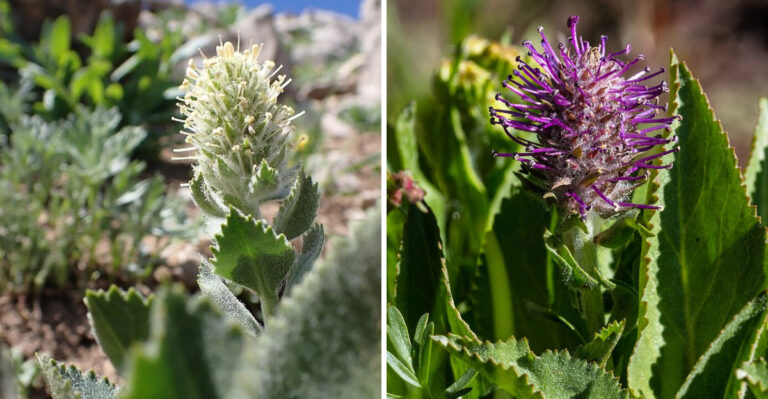 The Threatened Wildflower That Still Blooms In Minnesota