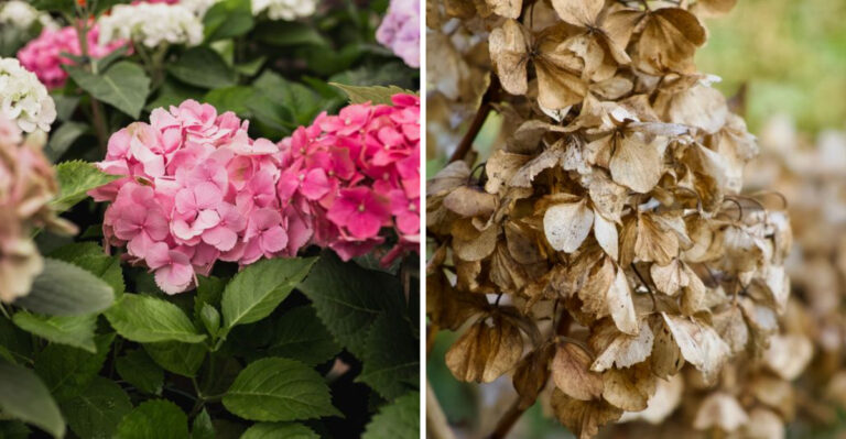 Why Two Hydrangeas In The Same Yard Can Have Totally Different Results