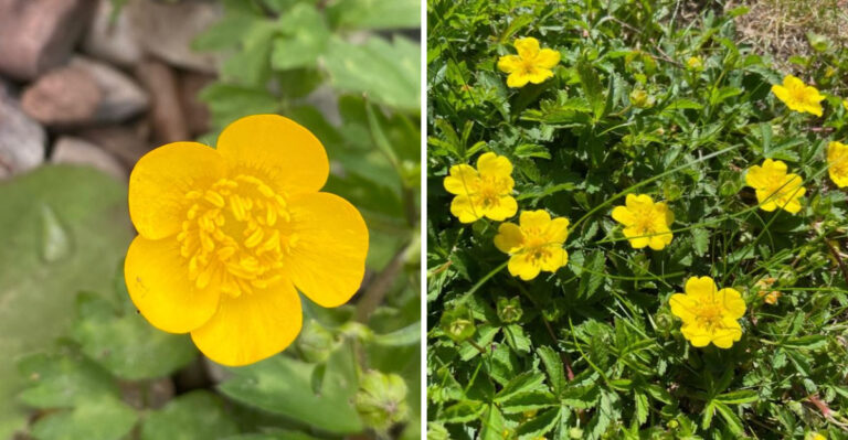 Why Creeping Buttercup Takes Over Wet Oregon Lawns So Fast