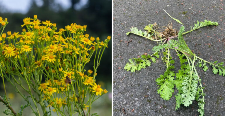 The Tansy Ragwort Mistake Oregon Property Owners Should Avoid In Late Summer