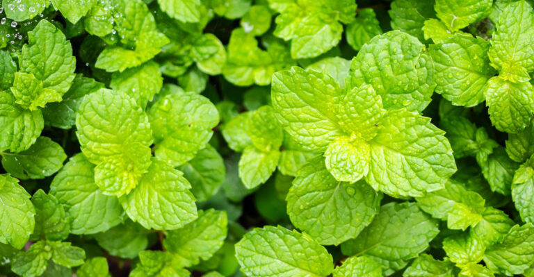 The Overlooked California Porch Plant That Keeps Yellow Jackets From Lingering At Your Front Door