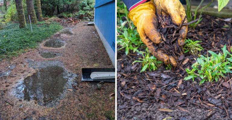 Why You Should Never Leave North Carolina Garden Soil Bare In August