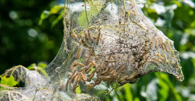 Those Silky Webs Wrapping Missouri Branches Are Not Tent Caterpillars