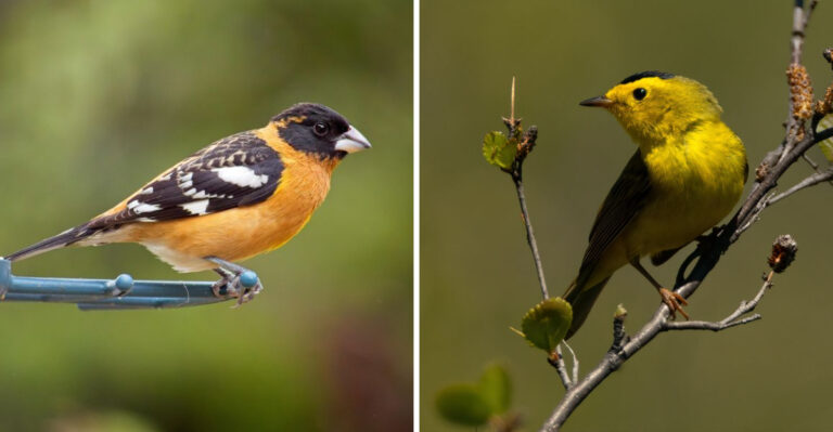 The Oregon Garden Birds That Leave In August (And What Their Departure Signals About Your Garden)