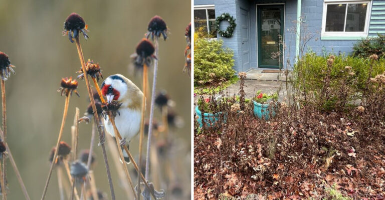 perennial garden