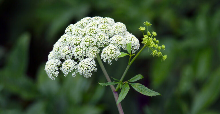 The Poison Hemlock Lookalikes Oregon Homeowners Should Know Before Pulling Anything