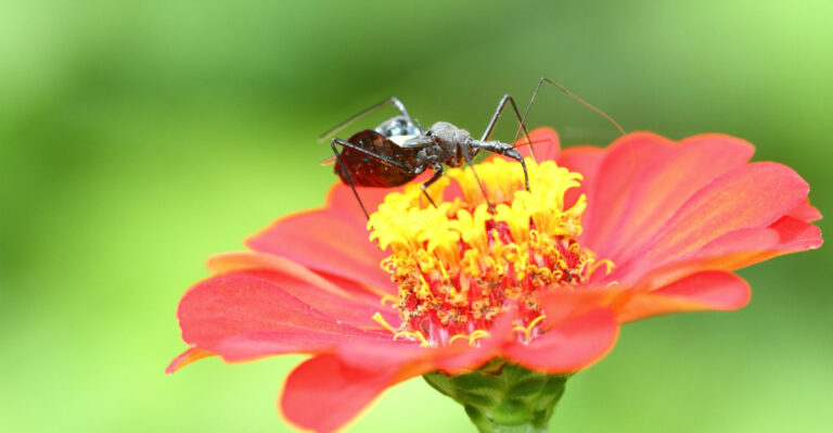Why Assassin Bugs Show Up On North Carolina Zinnias As Garden Pest Activity Builds