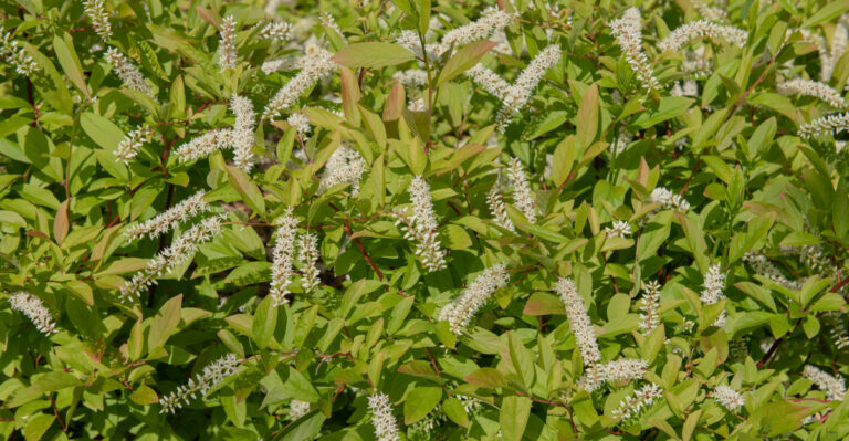 plant (featured image)