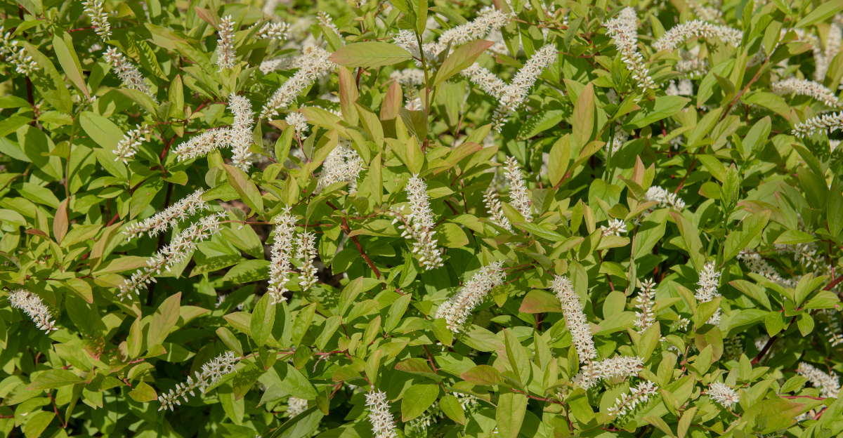 plant (featured image)