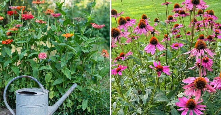 What Georgia Zinnias And Coneflowers Need To Keep Blooming Through The Heat