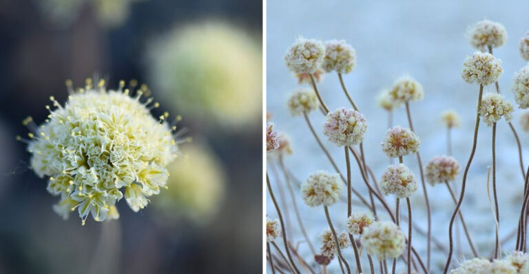 A Ten-Acre Patch Of Nevada Is The Only Place This Flower Exists